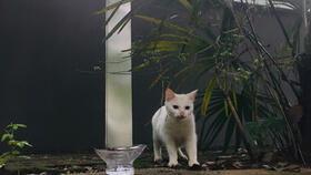 白猫是不是国产了呢视频,国产骄傲的蜕变之路  第1张