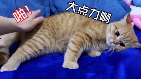 白猫是不是国产了呢视频,国产骄傲的蜕变之路  第2张