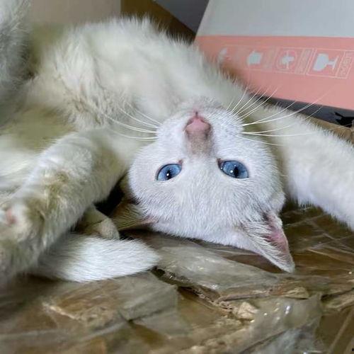 白猫是不是国产了呢视频,国产骄傲的蜕变之路  第3张