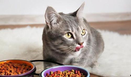 国产猫粮科普视频下载  第2张